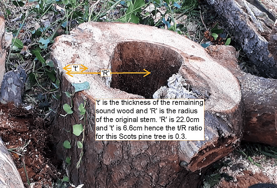 hollow tree dimensions