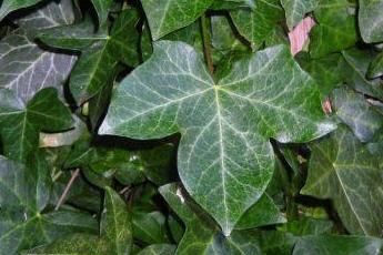 IVY – Good, Bad or Indifferent