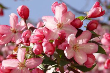 Spring Blossom – The Magnificent Seven