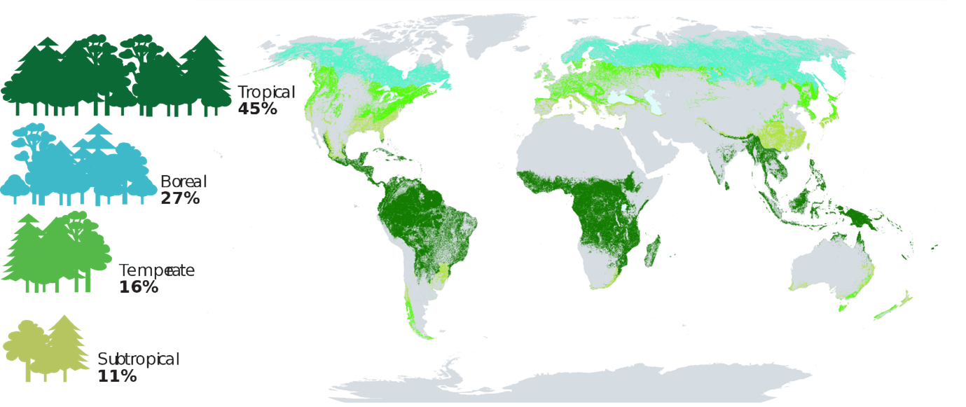 world forests map