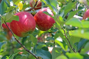 Fruit Trees: Choosing the Right One